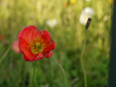 086