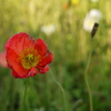 086