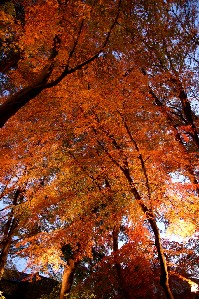 紅葉トンネルの中