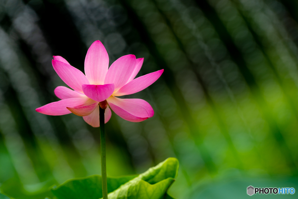 Lotus Flower