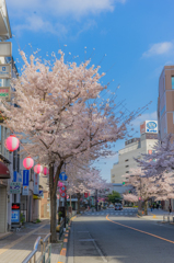 桜の季節