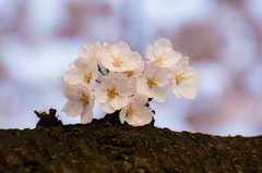 SAKURA