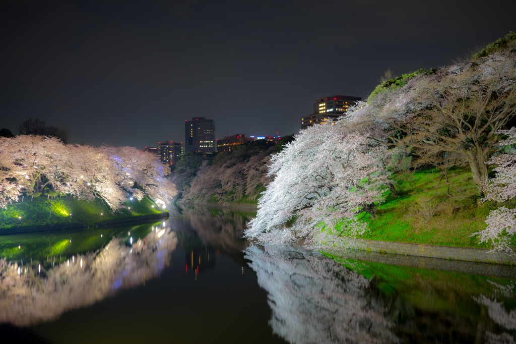 夜桜 ②