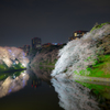 夜桜 ②