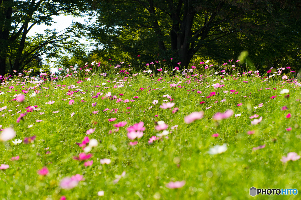 秋桜