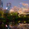 夜桜庭園