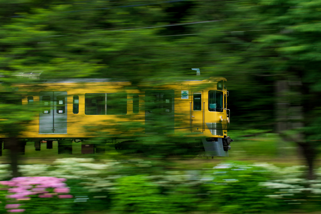 あじさい電車