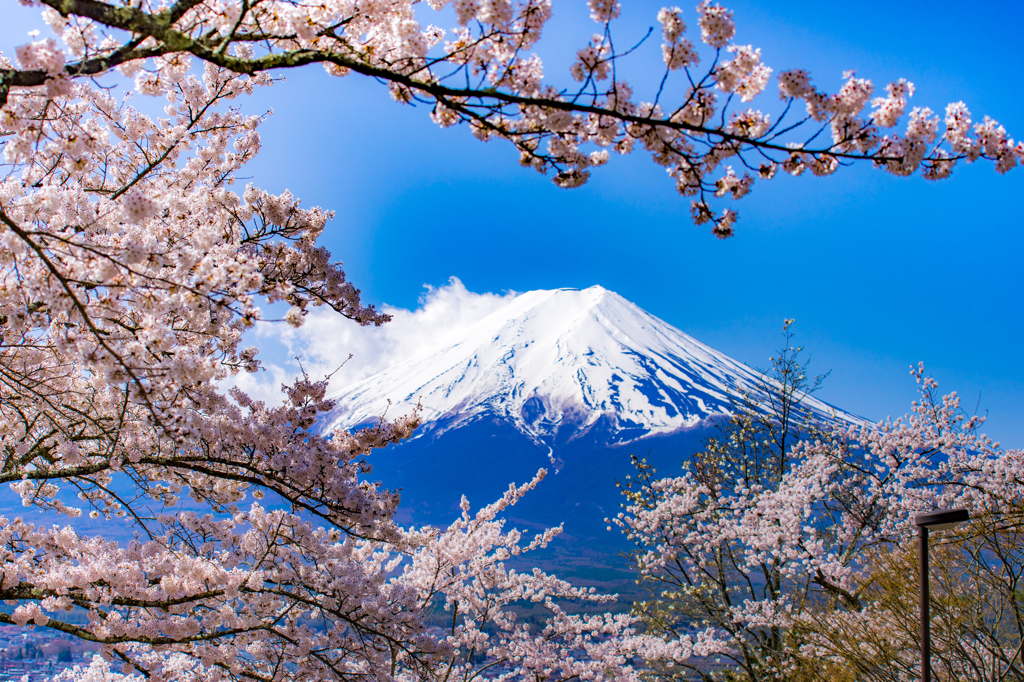 桜の季節