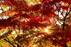 紅葉が近づいて・・・2