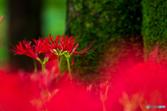 Red Spider Lily