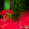 Red Spider Lily