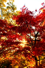 紅葉が近づいて・・・