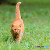 ねこ