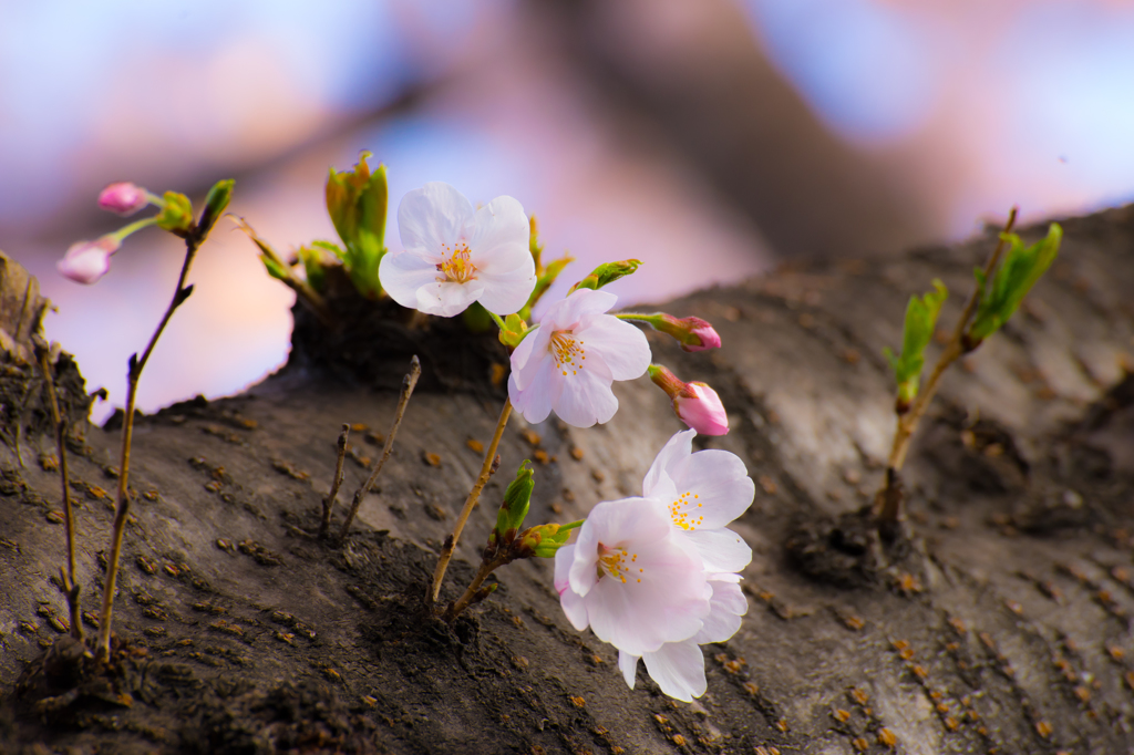 小桜