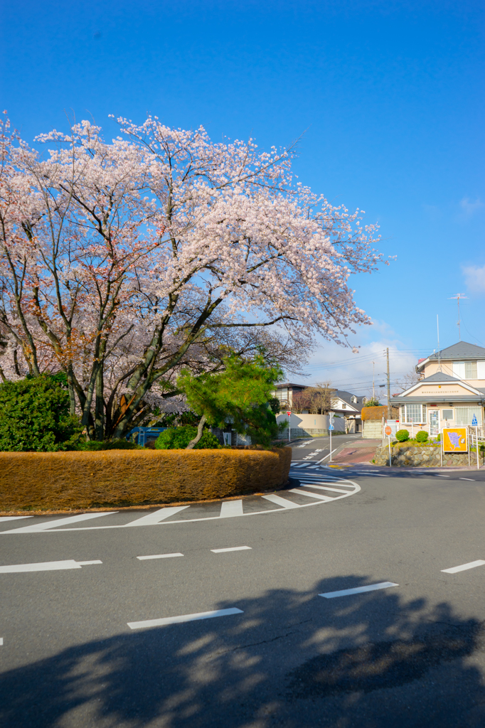 耳をすませば