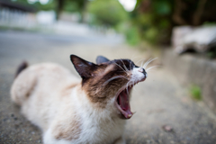 湖ねこ