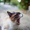 湖ねこ