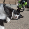 会津農家ねこ