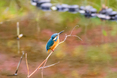 都会のカワセミ