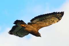 夕日に飛ぶカンムリワシ