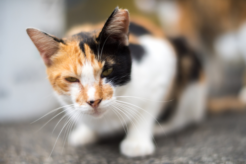 港のねこ