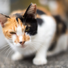 港のねこ