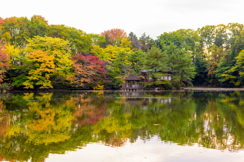 Tokyo fall color