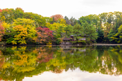 Tokyo fall color