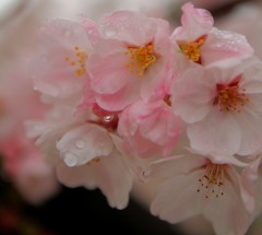 雨上がりの桜