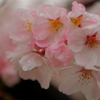 雨上がりの桜
