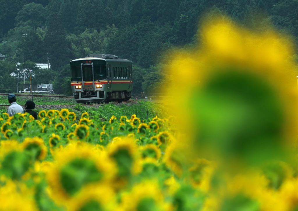 向日葵列車