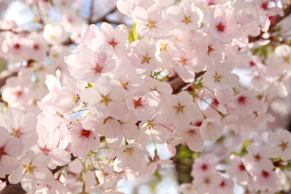 晴れ桜2