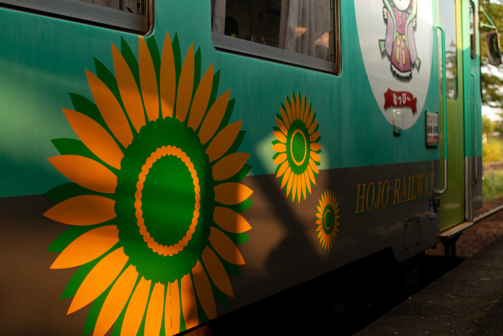北条鉄道の向日葵