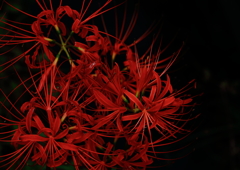 冥界の花火