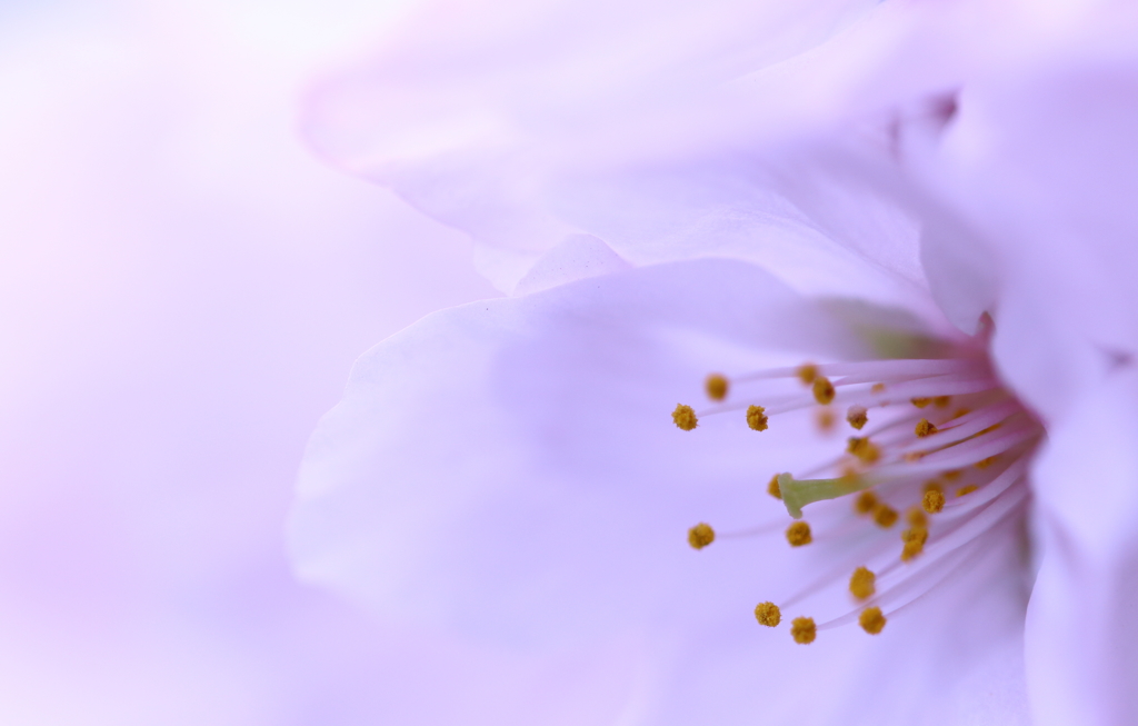Cherry blossoms