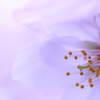 Cherry blossoms