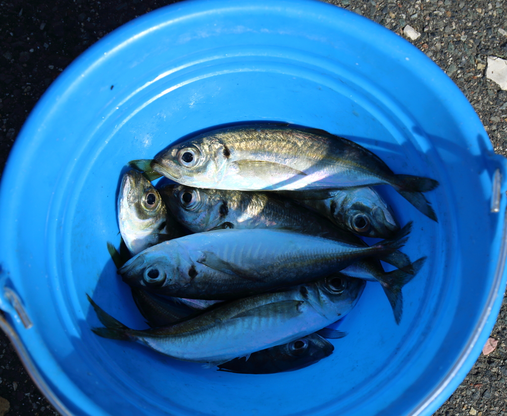 鯵釣れました。