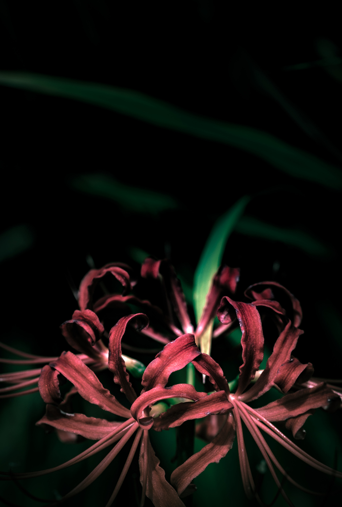 曼珠沙華