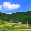 棚田の秋