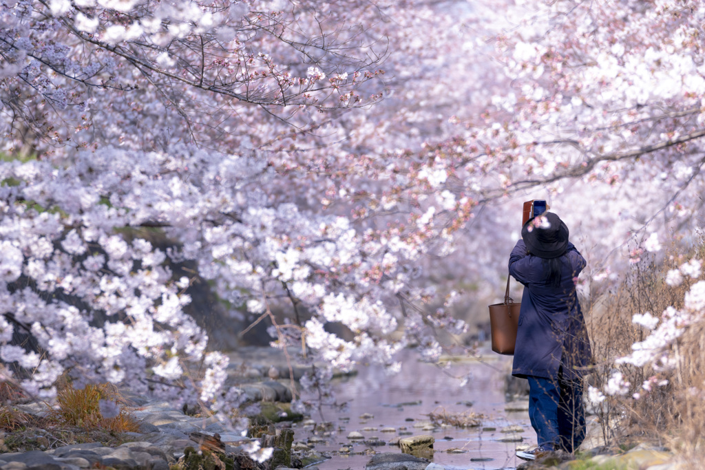 桜撮るヒト