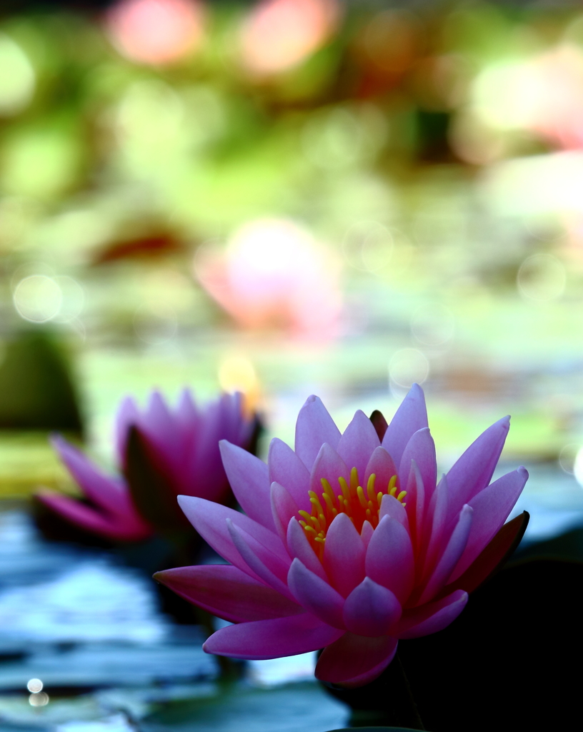 睡蓮　3