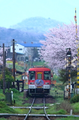 法華口の桜