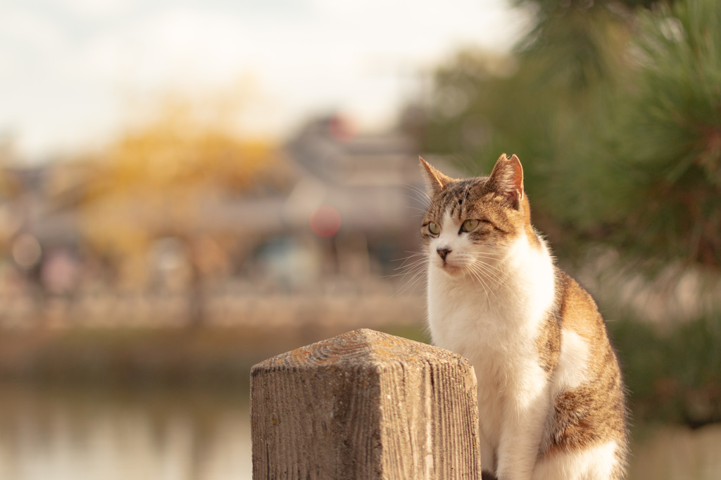 吾輩は猫である