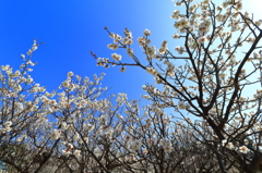 小春日和