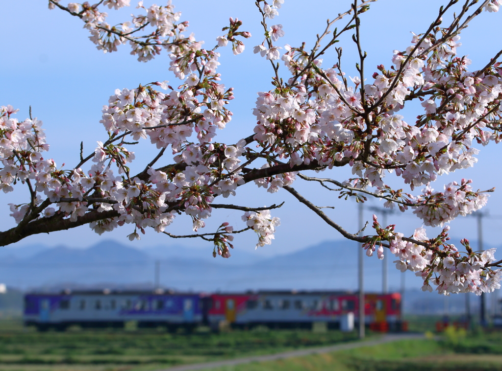 網引の桜