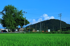 列車の無い夏の鉄道写真