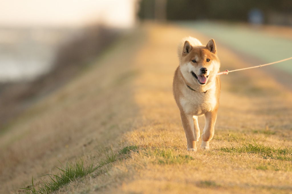 散歩