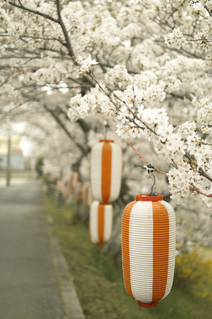 花より・・・