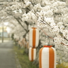 花より・・・