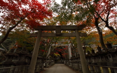 見上げる先は